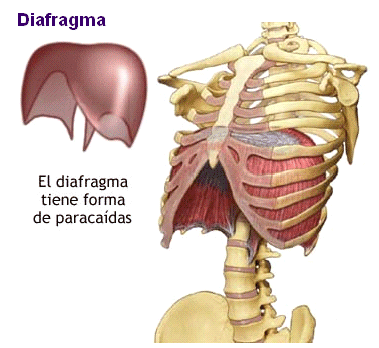 sistema general humano