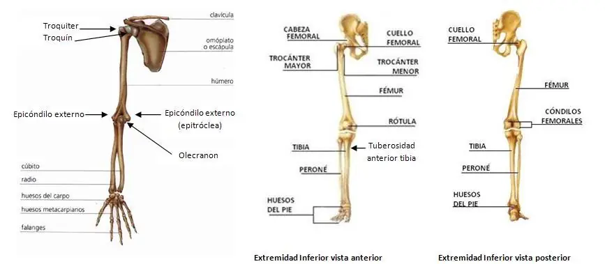 sistema general humano