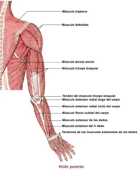 medicina