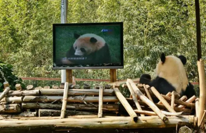 Panda deprimida se curó mirando televisión
