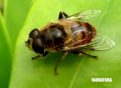 abejas