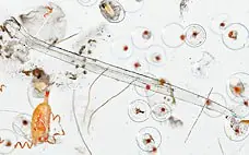 Bacterias