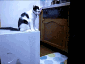 15 Razones por las que los gatos dominarán el mundo.