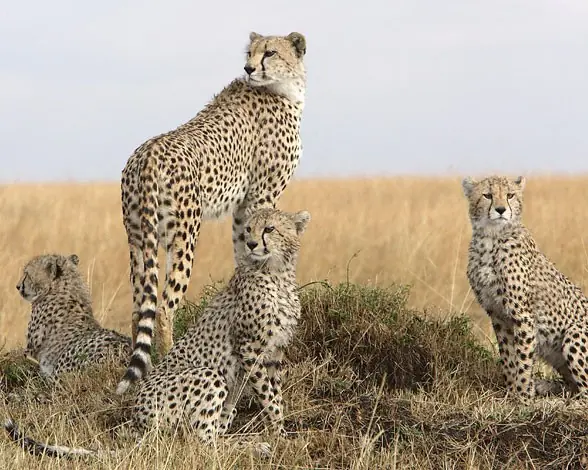 te presento los 10 mamíferos más rápidos de la tierra