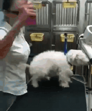 Gifs