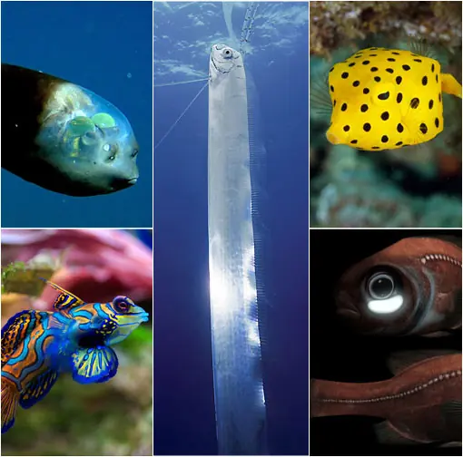 Los siete peces más extraños del planeta
