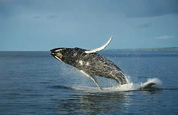 national geographic