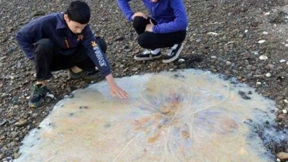 Descubren una nueva especie que parece un moco gigante