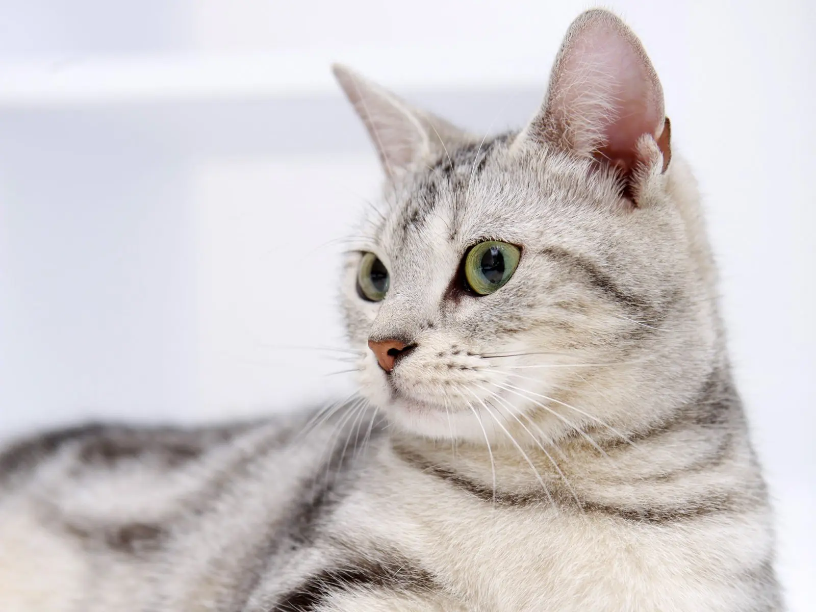 Cinco cosas que no sabías sobre la vida de tu gato