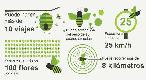 abejas