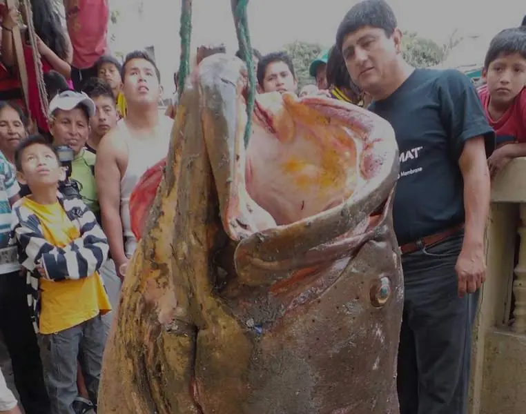 Pesca