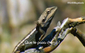 Esto es T!