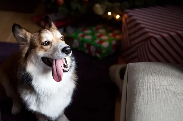 Retratos del animal doméstico!