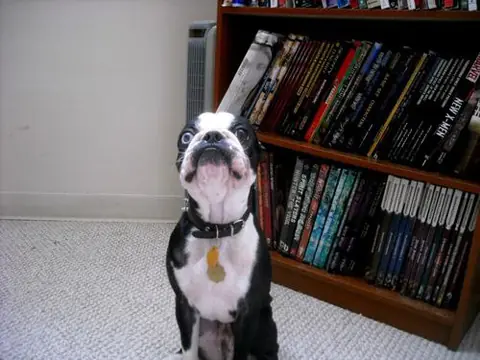 Retratos del animal doméstico!