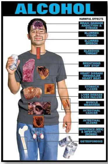 ¿Cómo se metaboliza el alcohol en el cuerpo humano?