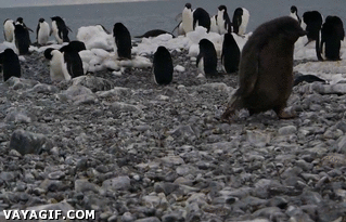 Gifs