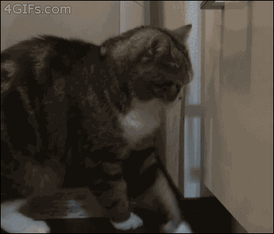 Gifs