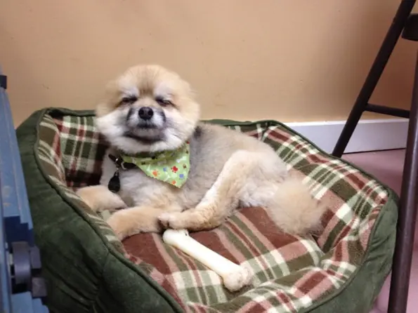 Retratos del animal doméstico!