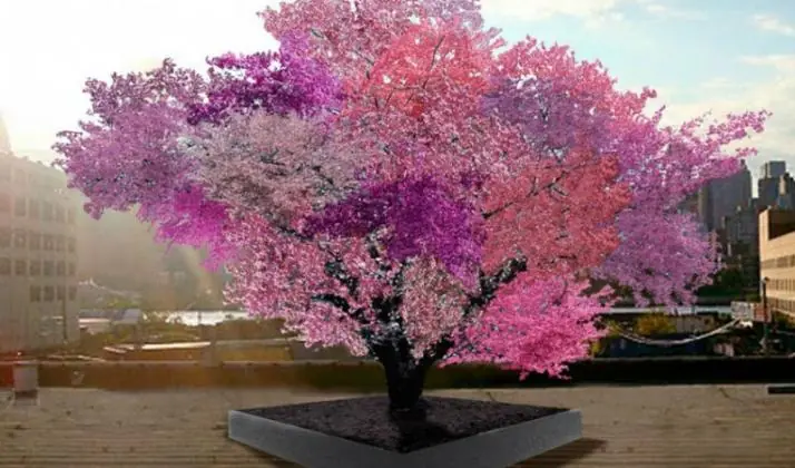 El árbol que produce 40 frutos diferentes
