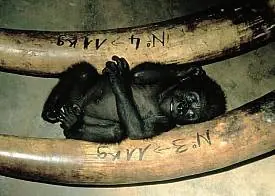humanos