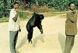 Conflictos humanitarios y Derechos Animales