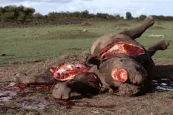 derechos