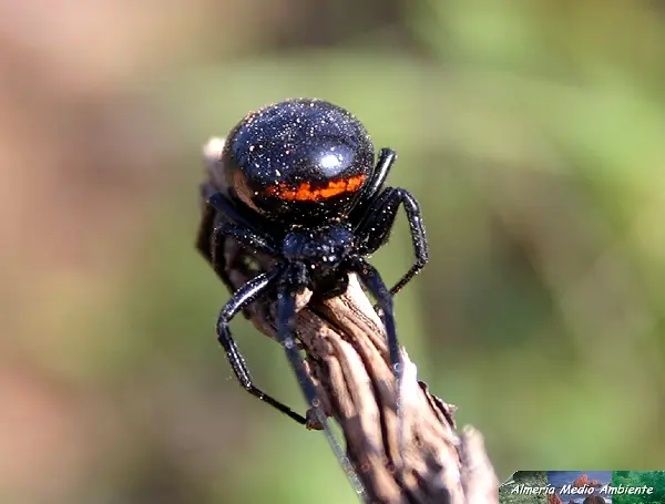 Alacranes