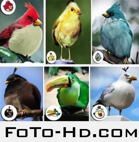 humor