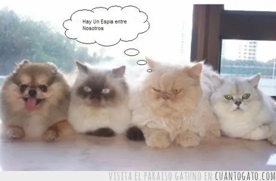 humor
