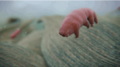 osos de agua