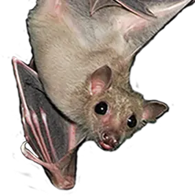 caca