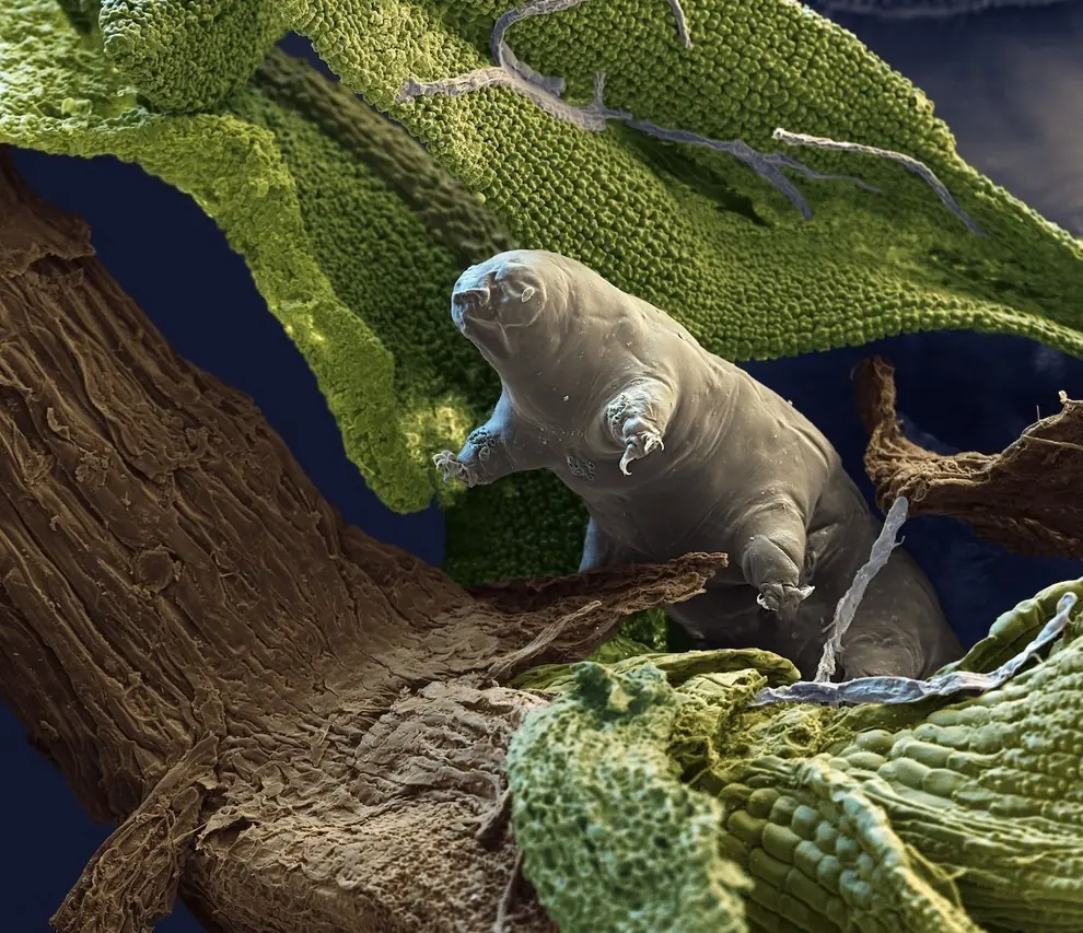 tardigrades