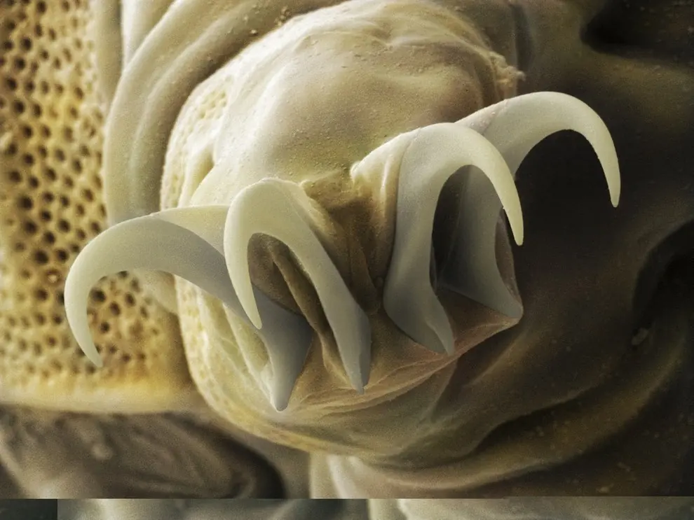 tardigrades