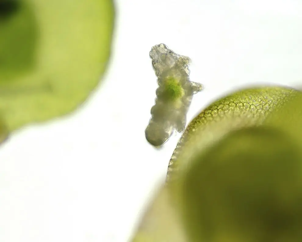 tardigrada