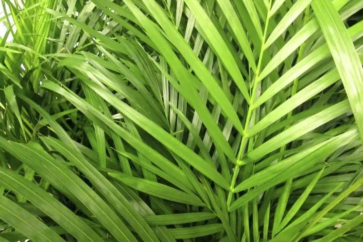 las mejores plantas