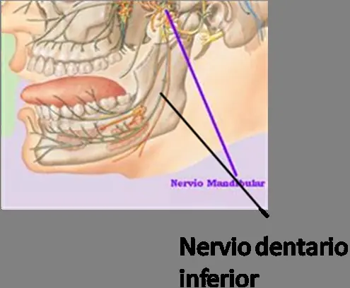 Que Es La Mandibula? Parte 2