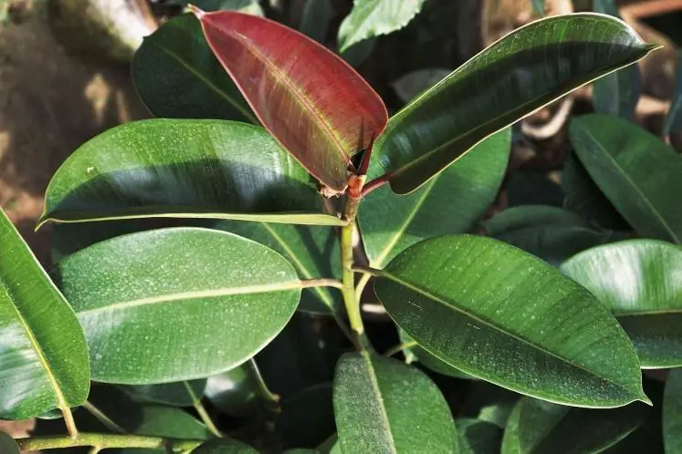plantas para interior