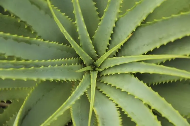 las mejores plantas
