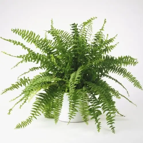 plantas para interior