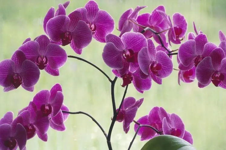 Las mejores plantas de interior según...