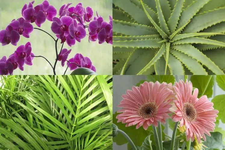 Las mejores plantas de interior según...