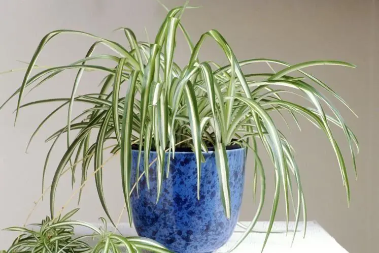las mejores plantas