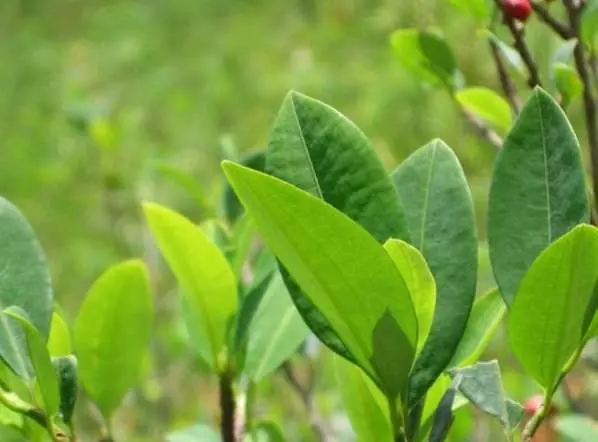 Cultivo