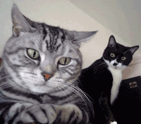 Gifs
