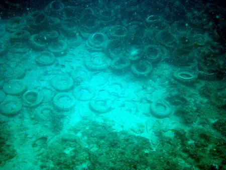ecologia