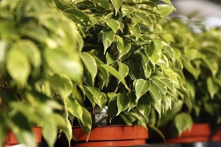 Las mejores plantas de interior según...