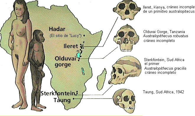 primates