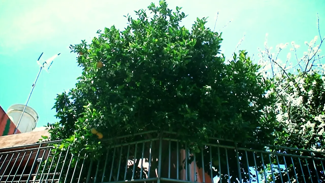 Arquitectura Ecologica: Como tener un arbol frutal en casa