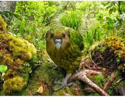 +5 si alguno de estos animales te pareció raro