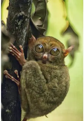 reino animal